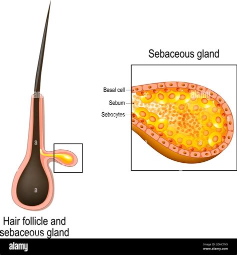 Hair Follicle Cross Section Of Sebaceous Gland Close Up Of Sebocytes