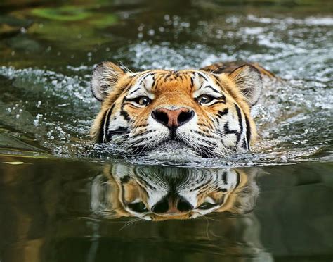Magnificent Photos Of Tigers Memolition