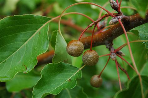 Citrus trees are in the flowering plant family rutaceae and are in the genus citrus. Apple & Pear Genus: Common Trees of the Pacific Northwest