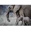 Two Gray Elephants · Free Stock Photo