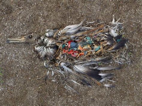 What Happens To Birds When They Eat Plastic Good