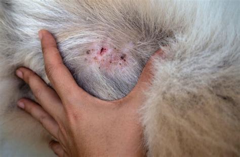 Blackheads On Dog Nipples Sometimes Not As Funny As It Might Sound