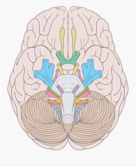 Cranial Nerves Diagram Labeled