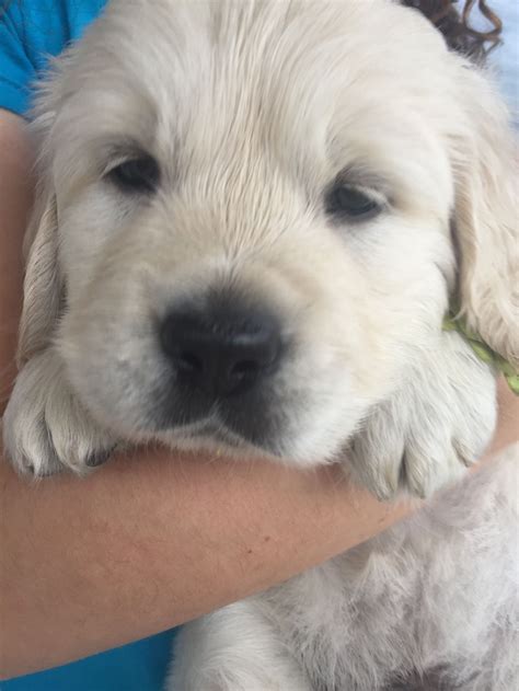 We did not find results for: Fluffy puppy baby. English Golden Retriever puppy. # ...