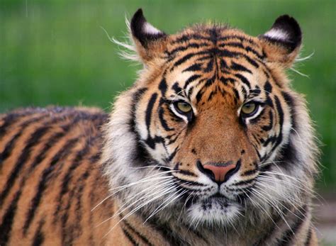 Los Tigres Podrían Extinguirse Dentro De Una Década Según Organización
