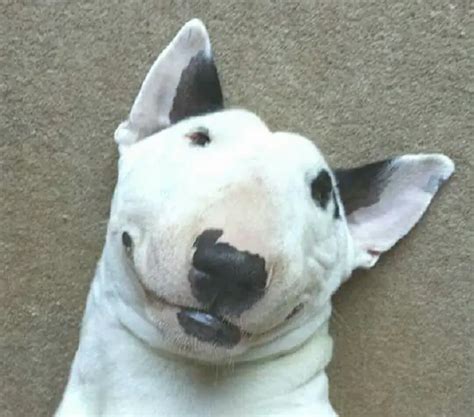 10 Best Bull Terrier Memes Of All Time The Paws