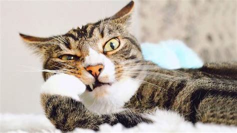 Watch Laugh These Funny CATS Will Make Your Day Funniest Cat Videos YouTube