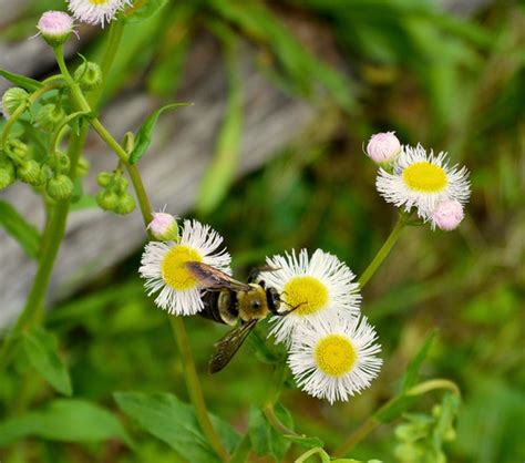 April Flowers Pollinating 2016 Gary Millar Flickr