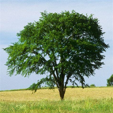 Drake Chinese Elm Trees For Sale