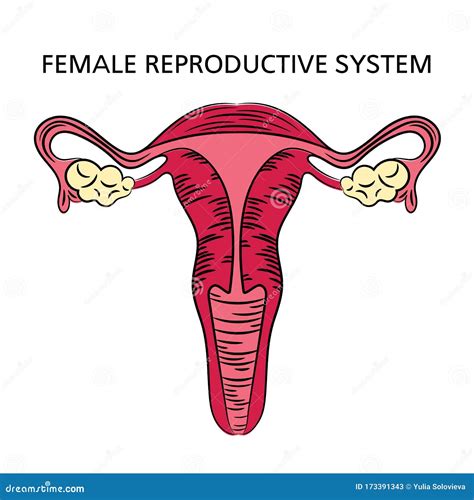 Female Reproductive System Flat Vector Infographic Hu Vrogue Co