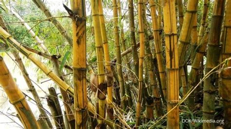 Rimbun Laba Budidaya Tanaman Bambu Kuning 1