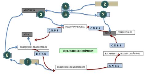 Ciclos Biogeoquímicos Unidad De Apoyo Para El Aprendizaje