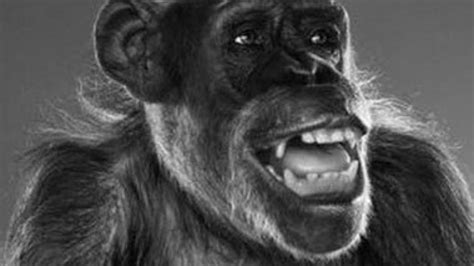 Tarzans Chimpanzee Cheetah Dies Aged 80 Panorama Armenian News