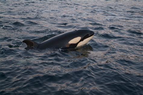 Moving In Killer Whales In The Arctic Wwf Canada Blog