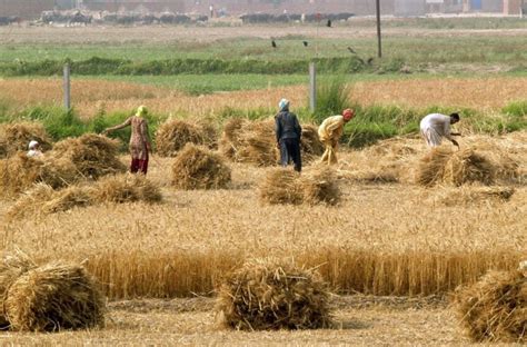 Agriculture Sector In Kazakhstan Kazakh Arab World