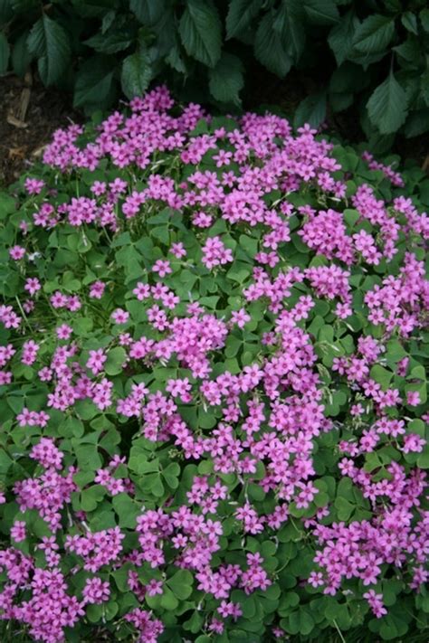Learn about Oxalis crassipes Rosea | Pink Wood Sorrel | Perennial Encyclopedia by Plant Delights ...