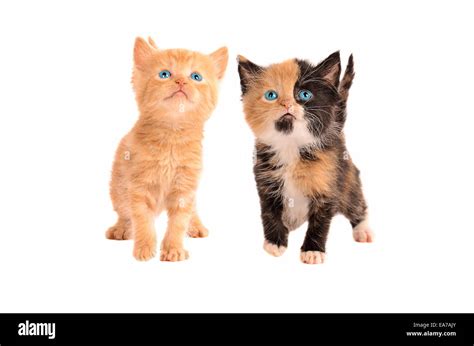 Two Kittens A Calico And An Orange Tabby Kitten Together On A White