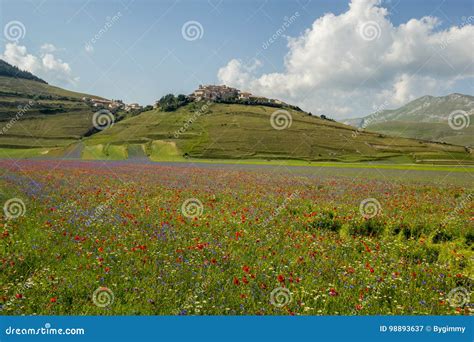 Blossoming Time In Castelluccio Di Norcia Italy Stock Image Image Of