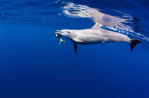 Dolphins Are Breaking Into Nets To Steal Fish Thanks To