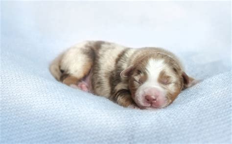 Download Wallpapers Newborn Puppy Aussie Small Australian Shepherd