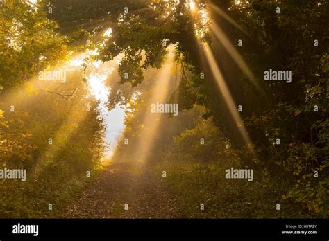 Forest Buckinghamshire Chilterns Autumn Stock Photo Alamy