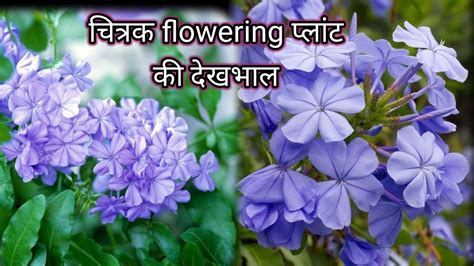 How To Grow And Care Plumbagoचित्रक Flowering Plantgreen Garden