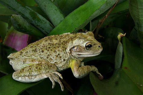 Cuban Tree Frog And Bromeliad Photograph By Chris Kusik