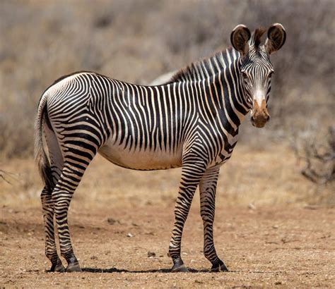 Saving The Endangered Grevys Zebra In Samburu Northern Kenya