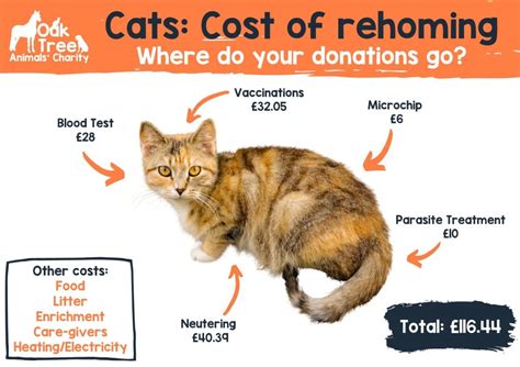 Adopting A Cat Oak Tree Animals Charity Cumbria Animal Rescue