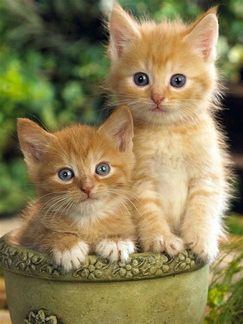 2861 Best Beautiful Cats And Kittens Images On Pinterest Adorable