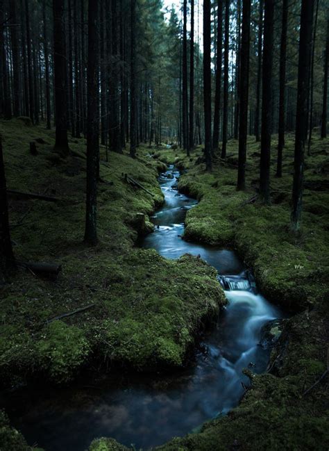 Dark Woods Creek Landscape Photography Nature Aesthetic Nature