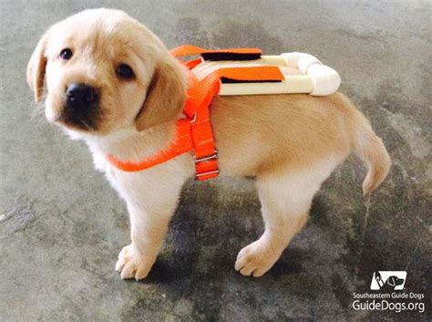 Picture Of The Day Guide Dog Pup In Training Twistedsifter