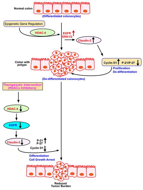 Oncotarget Hdac 4 Regulates Claudin 2 Expression In Egfr Erk12