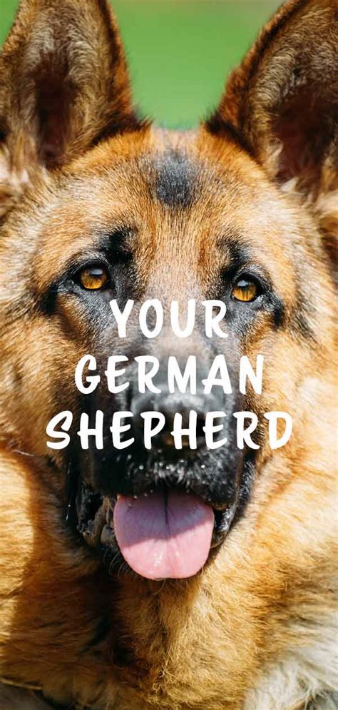 Female German Shepherd Facts Amazing Things You Never Knew 2022