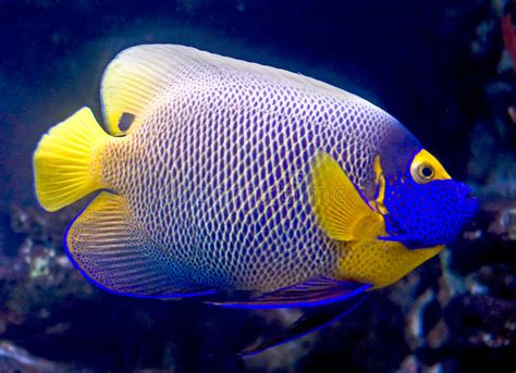Blueface Angelfish Large Type Adult Sale Violet Sea Fish And Coral