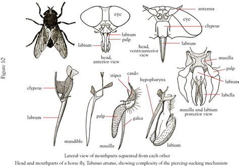 Types Of Mouth Parts Insect Anatomy Arthropods Animal Science