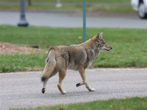 Coyotes Reported Near The Northwest Chestnut Hill Pa Patch