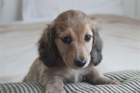 A dachshund can be a good fit for a novice owner as long as they attend obedience and puppy training classes. Puppies | Crown Dachshunds