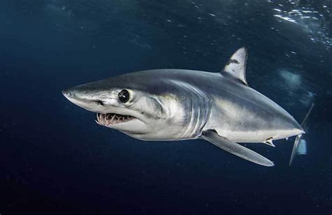 Shark Trust Welcomes Protection For North Atlantic Shortfin Mako Dive