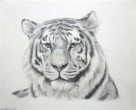 Meine Vorlage Tiger Sketch Tiger Face Drawing Tiger Drawing