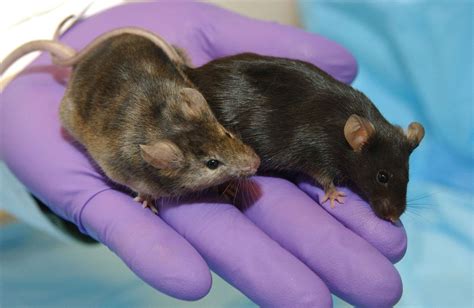 Scientists Create Mice With Two Dads Using Eggs From Male Cells