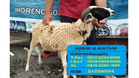 Semua materi desain di blog ini didedikasikan untuk pengunjung blog idngrafika, kami membagikan semua desain secara gratis. (0858-68986-999),kambing aqiqah anak laki-laki,kambing ...