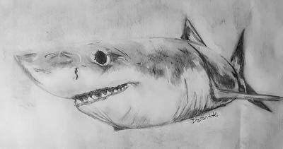 Here is a quick and easy way to draw a great white shark with just a sheet of white paper and a black marker. Great White shark pencil drawing