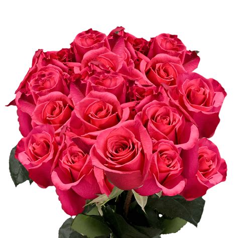 Premium Beautiful Hot Pink Roses In 2022 Fresh Flower Delivery