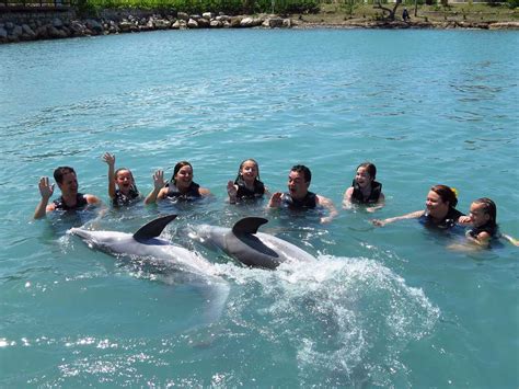 Dolphin Cove Virtgenesis