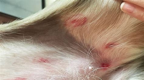 Could You Recognize This Common Bug Bite On Your Pet Animal Humane