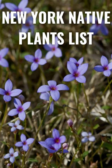 New York Native Plants List 14 Stunning Garden And Landscape Choices