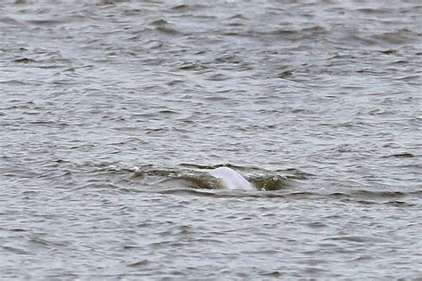 Benny The Beluga Whale Still In River Thames Two Weeks After First Being Spotted There London