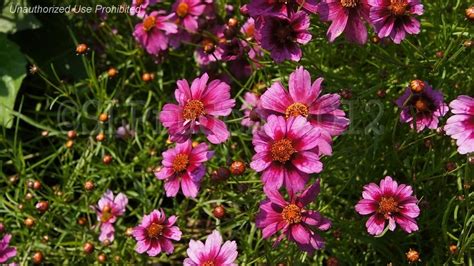 Plantfiles Pictures Pink Tickseed Dreamcatcher Coreopsis Rosea 1