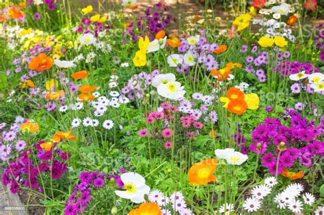 Field Of Blooming Flowers Colorful Spring Flowers On A